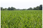 Property photo 17 - AUCTION POSTPONED
